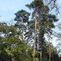Pinus sylvestris port